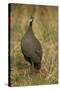 Helmeted Guineafowl-Joe McDonald-Stretched Canvas