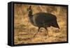 Helmeted Guineafowl-Joe McDonald-Framed Stretched Canvas