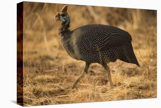 Helmeted Guineafowl-Joe McDonald-Stretched Canvas