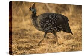 Helmeted Guineafowl-Joe McDonald-Stretched Canvas