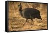 Helmeted Guineafowl-Joe McDonald-Framed Stretched Canvas