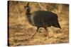 Helmeted Guineafowl-Joe McDonald-Stretched Canvas