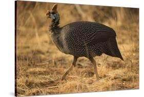 Helmeted Guineafowl-Joe McDonald-Stretched Canvas