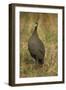 Helmeted Guineafowl-Joe McDonald-Framed Photographic Print