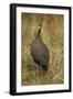 Helmeted Guineafowl-Joe McDonald-Framed Photographic Print