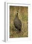 Helmeted Guineafowl-Joe McDonald-Framed Photographic Print