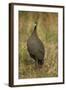 Helmeted Guineafowl-Joe McDonald-Framed Photographic Print