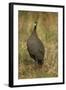 Helmeted Guineafowl-Joe McDonald-Framed Photographic Print