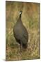 Helmeted Guineafowl-Joe McDonald-Mounted Photographic Print
