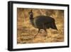 Helmeted Guineafowl-Joe McDonald-Framed Photographic Print