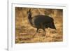 Helmeted Guineafowl-Joe McDonald-Framed Photographic Print