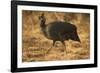 Helmeted Guineafowl-Joe McDonald-Framed Photographic Print