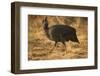 Helmeted Guineafowl-Joe McDonald-Framed Photographic Print