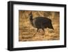 Helmeted Guineafowl-Joe McDonald-Framed Photographic Print