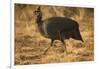 Helmeted Guineafowl-Joe McDonald-Framed Photographic Print