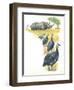 Helmeted Guineafowls Numida Meleagris in Savannah-null-Framed Giclee Print