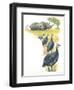 Helmeted Guineafowls Numida Meleagris in Savannah-null-Framed Giclee Print