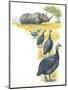 Helmeted Guineafowls Numida Meleagris in Savannah-null-Mounted Giclee Print