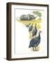 Helmeted Guineafowls Numida Meleagris in Savannah-null-Framed Giclee Print