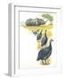 Helmeted Guineafowls Numida Meleagris in Savannah-null-Framed Giclee Print