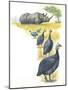 Helmeted Guineafowls Numida Meleagris in Savannah-null-Mounted Giclee Print