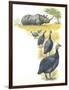 Helmeted Guineafowls Numida Meleagris in Savannah-null-Framed Giclee Print