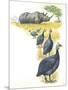 Helmeted Guineafowls Numida Meleagris in Savannah-null-Mounted Giclee Print