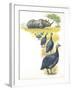 Helmeted Guineafowls Numida Meleagris in Savannah-null-Framed Giclee Print