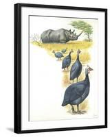 Helmeted Guineafowls Numida Meleagris in Savannah-null-Framed Giclee Print