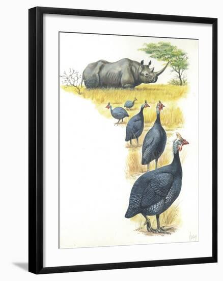 Helmeted Guineafowls Numida Meleagris in Savannah-null-Framed Giclee Print