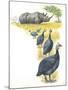 Helmeted Guineafowls Numida Meleagris in Savannah-null-Mounted Giclee Print