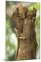 Helmeted Iguana or Forest Chameleon (Corytophanes Cristatus)-Rob Francis-Mounted Photographic Print