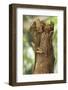 Helmeted Iguana or Forest Chameleon (Corytophanes Cristatus)-Rob Francis-Framed Photographic Print