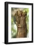 Helmeted Iguana or Forest Chameleon (Corytophanes Cristatus)-Rob Francis-Framed Photographic Print