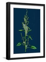 Helminthia Echioides; Bristly Ox-Tongue-null-Framed Giclee Print