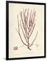 Helminthocladia purpurea-Henry Bradbury-Framed Giclee Print