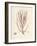 Helminthocladia purpurea-Henry Bradbury-Framed Giclee Print