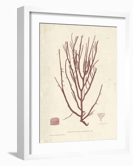 Helminthocladia purpurea-Henry Bradbury-Framed Giclee Print