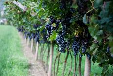 Red Wine Grapes on A Vine Vines on Lake Garda-Helmut1979-Stretched Canvas