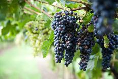 Red Wine Grapes on A Vine Vines on Lake Garda-Helmut1979-Photographic Print