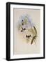 Heloisa's Flame-Bearer, Selasphorus Helois?-John Gould-Framed Giclee Print