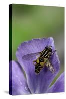 Helophilus Pendulus (Hoverfly, Sun Fly) - Cleaning Itself-Paul Starosta-Stretched Canvas