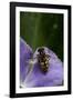 Helophilus Pendulus (Hoverfly, Sun Fly) - Cleaning Itself-Paul Starosta-Framed Photographic Print