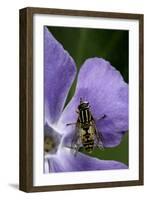 Helophilus Pendulus (Hoverfly, Sun Fly) - Cleaning Itself-Paul Starosta-Framed Photographic Print