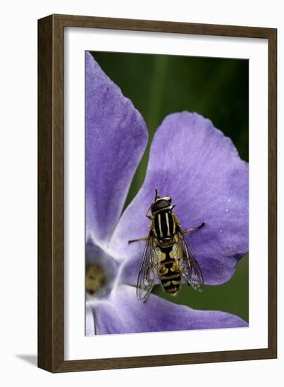 Helophilus Pendulus (Hoverfly, Sun Fly) - Cleaning Itself-Paul Starosta-Framed Photographic Print