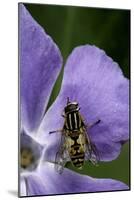 Helophilus Pendulus (Hoverfly, Sun Fly) - Cleaning Itself-Paul Starosta-Mounted Photographic Print