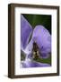 Helophilus Pendulus (Hoverfly, Sun Fly) - Cleaning Itself-Paul Starosta-Framed Photographic Print