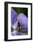 Helophilus Pendulus (Hoverfly, Sun Fly) - Cleaning Itself-Paul Starosta-Framed Photographic Print