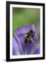 Helophilus Pendulus (Hoverfly, Sun Fly) - Cleaning Itself-Paul Starosta-Framed Photographic Print