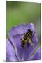 Helophilus Pendulus (Hoverfly, Sun Fly) - Cleaning Itself-Paul Starosta-Mounted Photographic Print